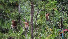 pulau-kaget-reserve-south-kalimantan-1.JPG